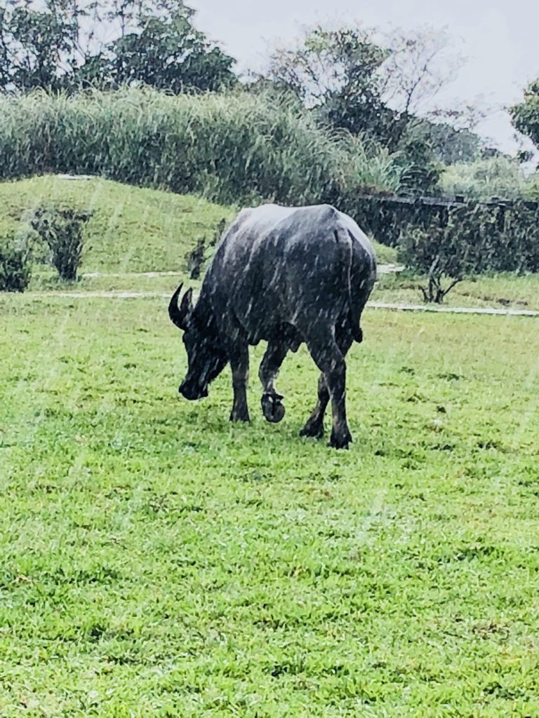 台湾陽明山の牛