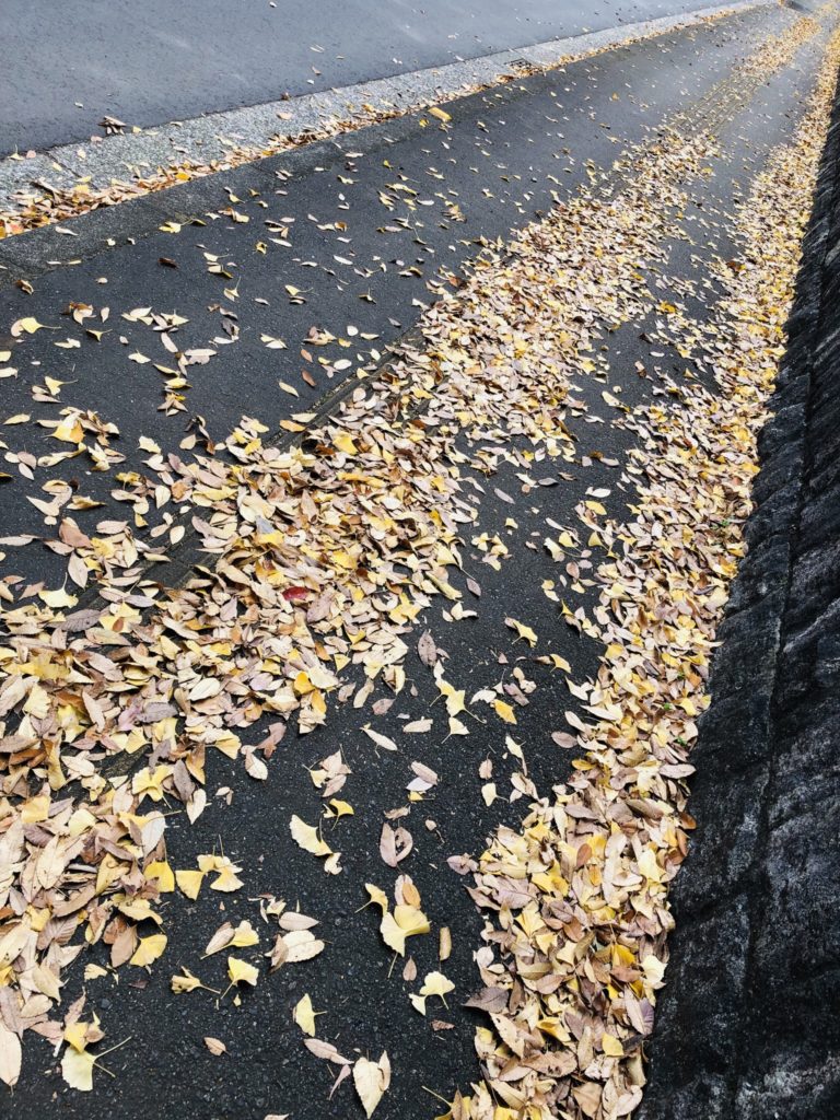 「夢に続く、光の道」Photo by Yasuyo Watanabe,埼玉県所沢市,November 2018