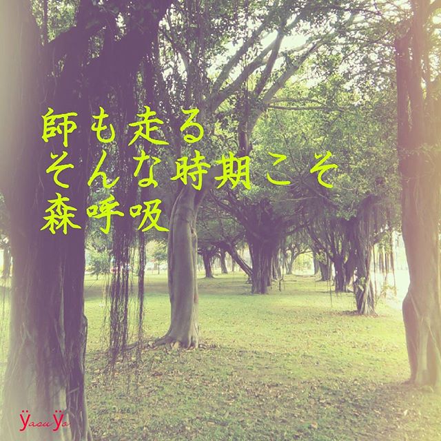 「妖精舞うGajumaruの森を、呼吸する」Photo by Yasuyo Watanabe,台湾,Instagram「yasuyonowa」 December 2016