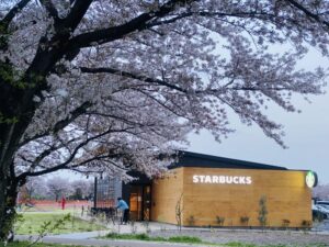 桜が見れるスタバ
