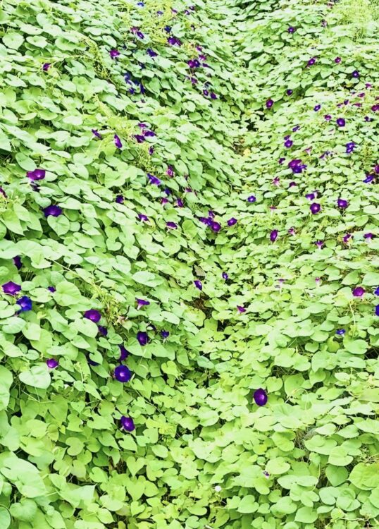 「紫の朝顔とハート型の葉っぱ」Photo by Yasuyo Watanabe,埼玉県入間市,sep.2022