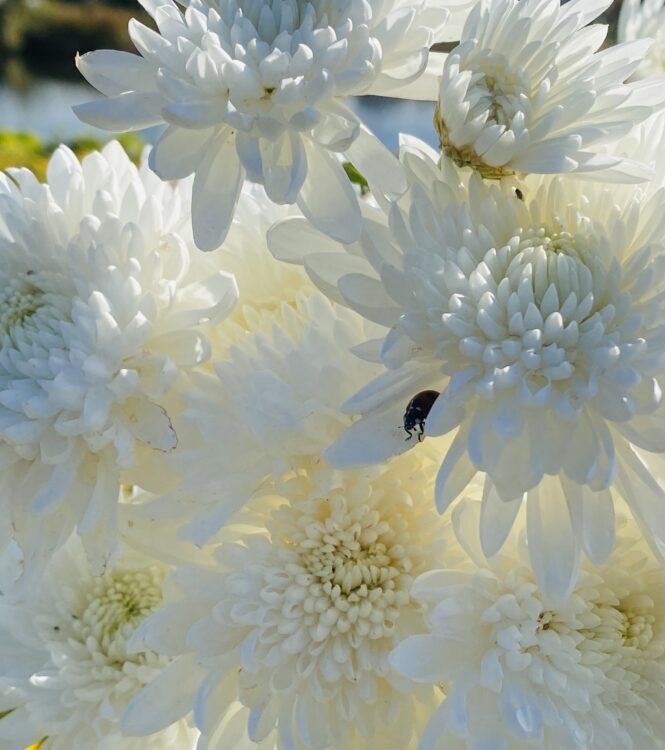 白い菊の花とてんとう虫