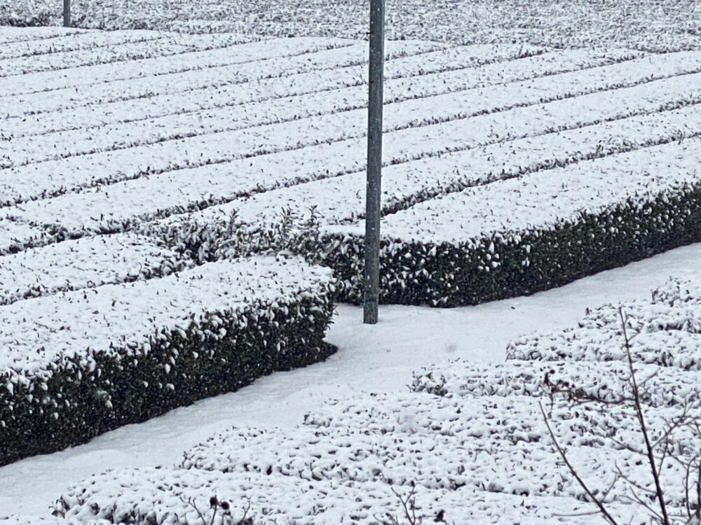「狭山茶畑の初積雪」Photo by Yasuyo Watanabe,埼玉県入間市,Feb.2023