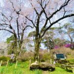 「天龍峡の桜と柴犬」Photo by Yasuyo Watanabe,長野県飯田市,Mar.2023
