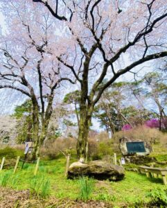 「天龍峡の桜と柴犬」Photo by Yasuyo Watanabe,長野県飯田市,Mar.2023