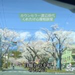 「大宮通り桜並木」Photo by Yasuyo Watanabe,長野県飯田市,Mar.2023