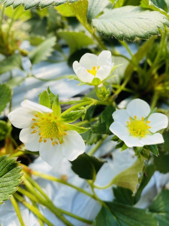 「喬木村イチゴの白い花」Photo by Yasuyo Watanabe,長野県南信州,Apr.2023
