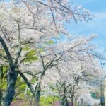 「昼神温泉郷の桜並木」Photo by Yasuyo Watanabe, 長野県下伊那郡阿智村,Apr.2023