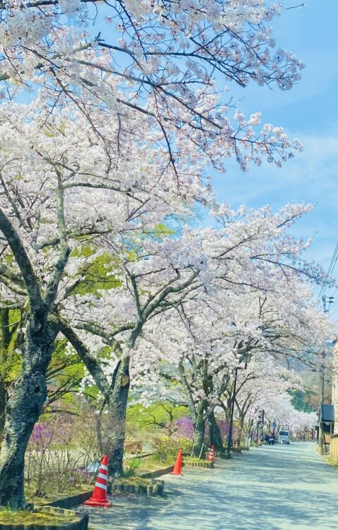 「昼神温泉郷の桜並木」Photo by Yasuyo Watanabe, 長野県下伊那郡阿智村,Apr.2023
